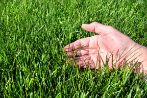 Why Fall Overseeding Is Essential for a Lush Lawn