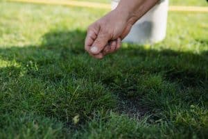 Overseeding