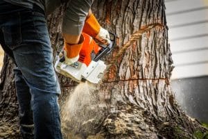 Tree removal