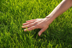 aeration services