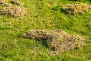 Is It Time for Dethatching? 5 Signs to Look For