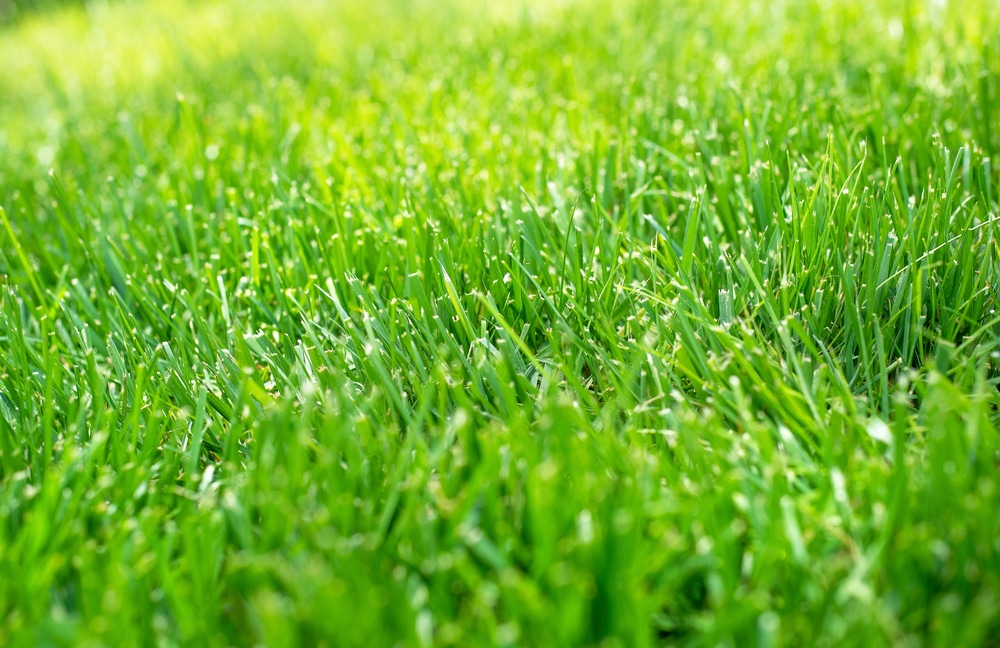 Is It Time for Dethatching? 5 Signs to Look For