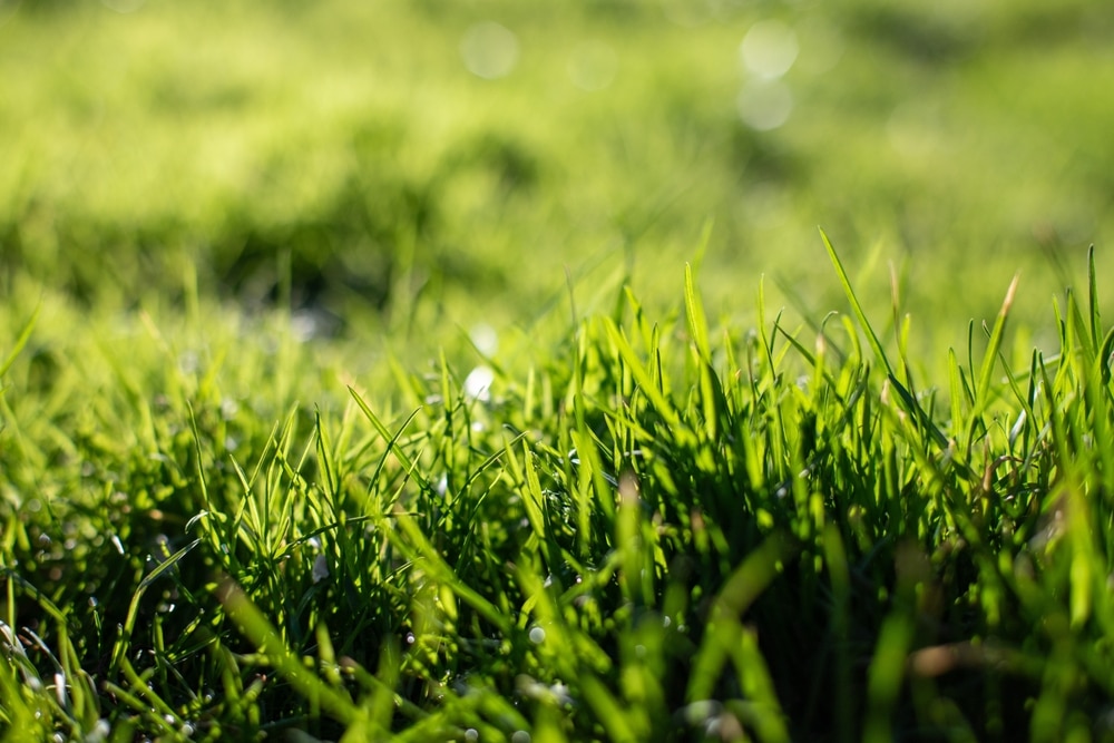Why Fall Overseeding Is Essential for a Lush Lawn