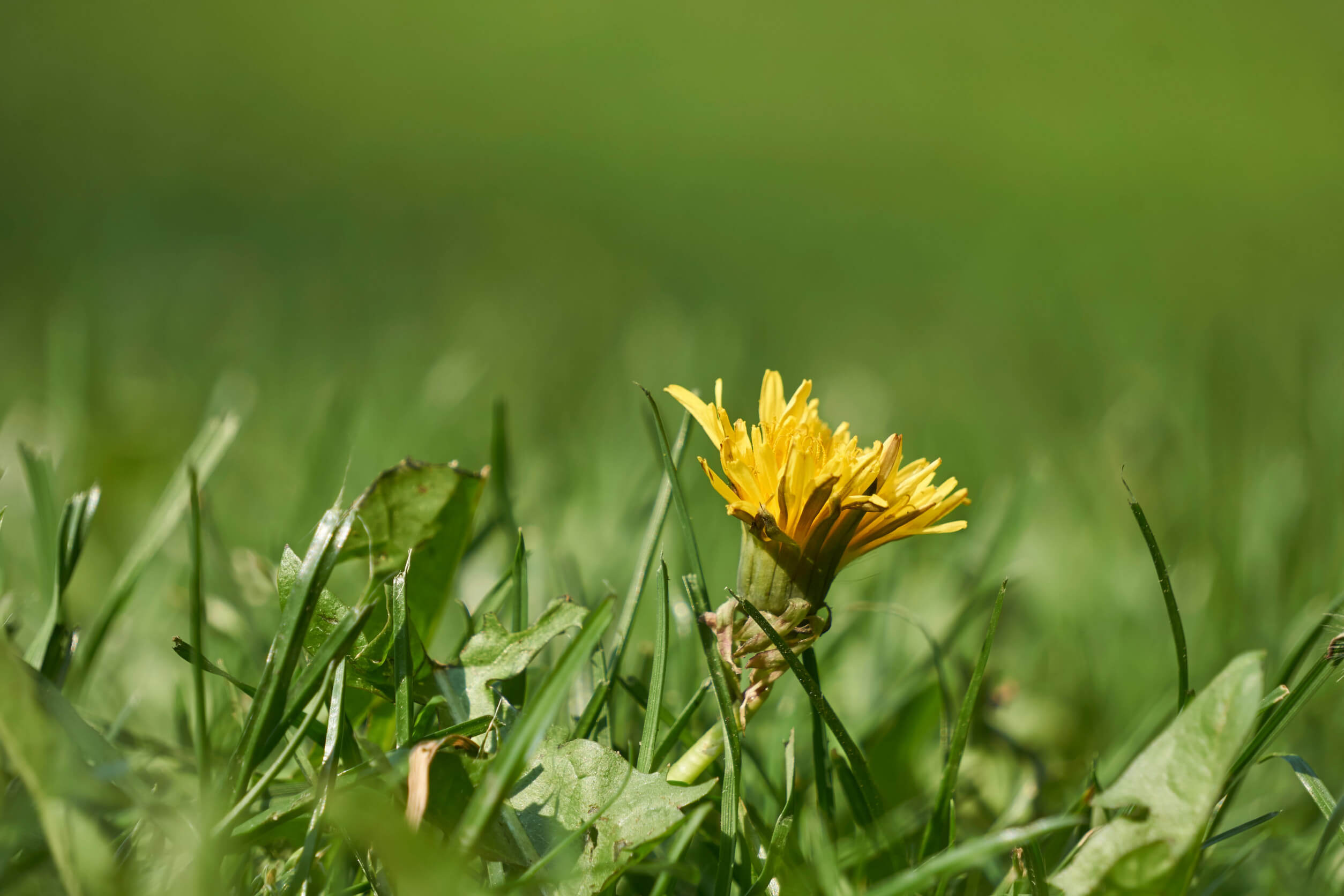 A dandelion flower shown rising above the grass