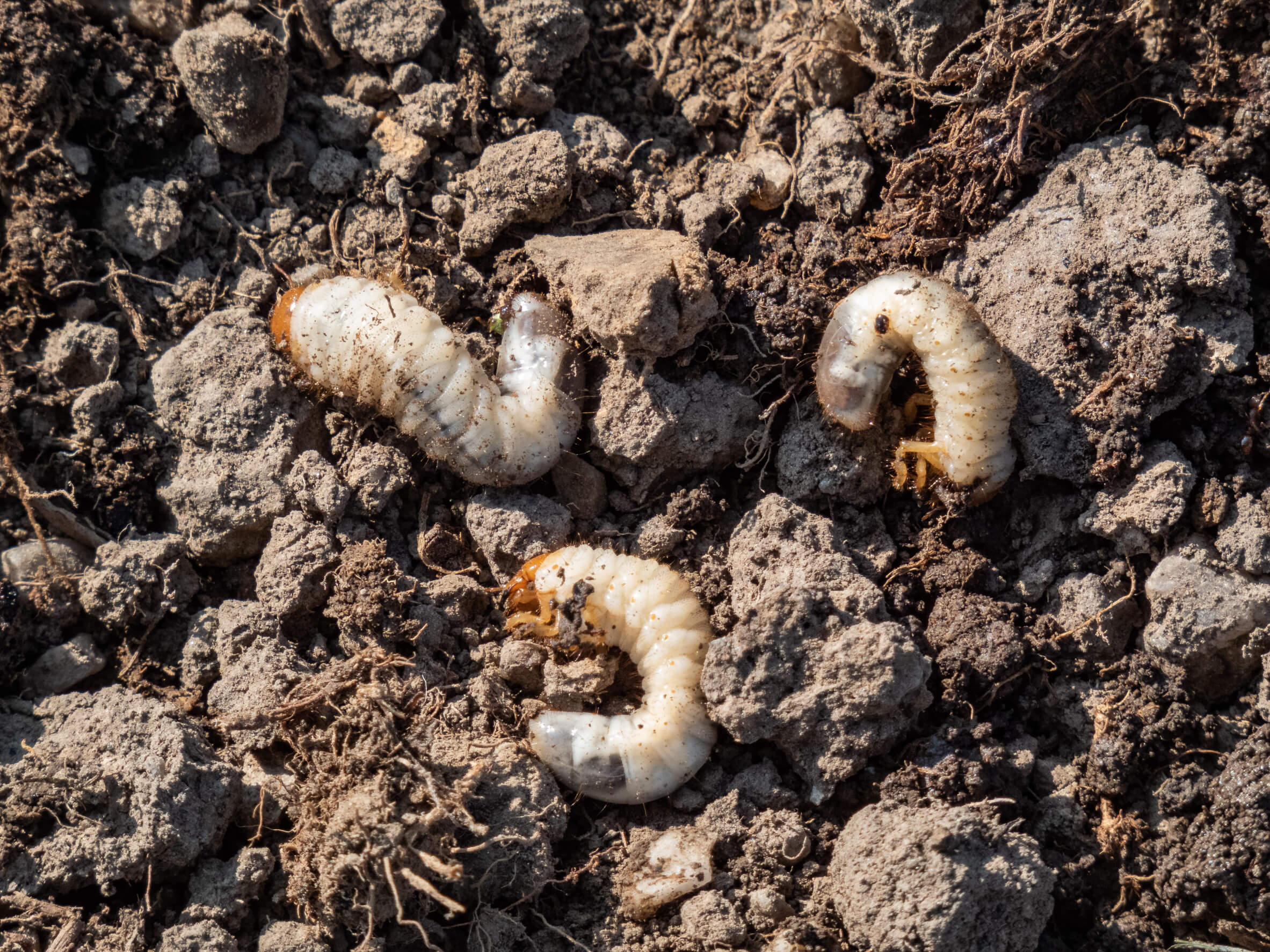 A close up photo of lawn grubs in dirt