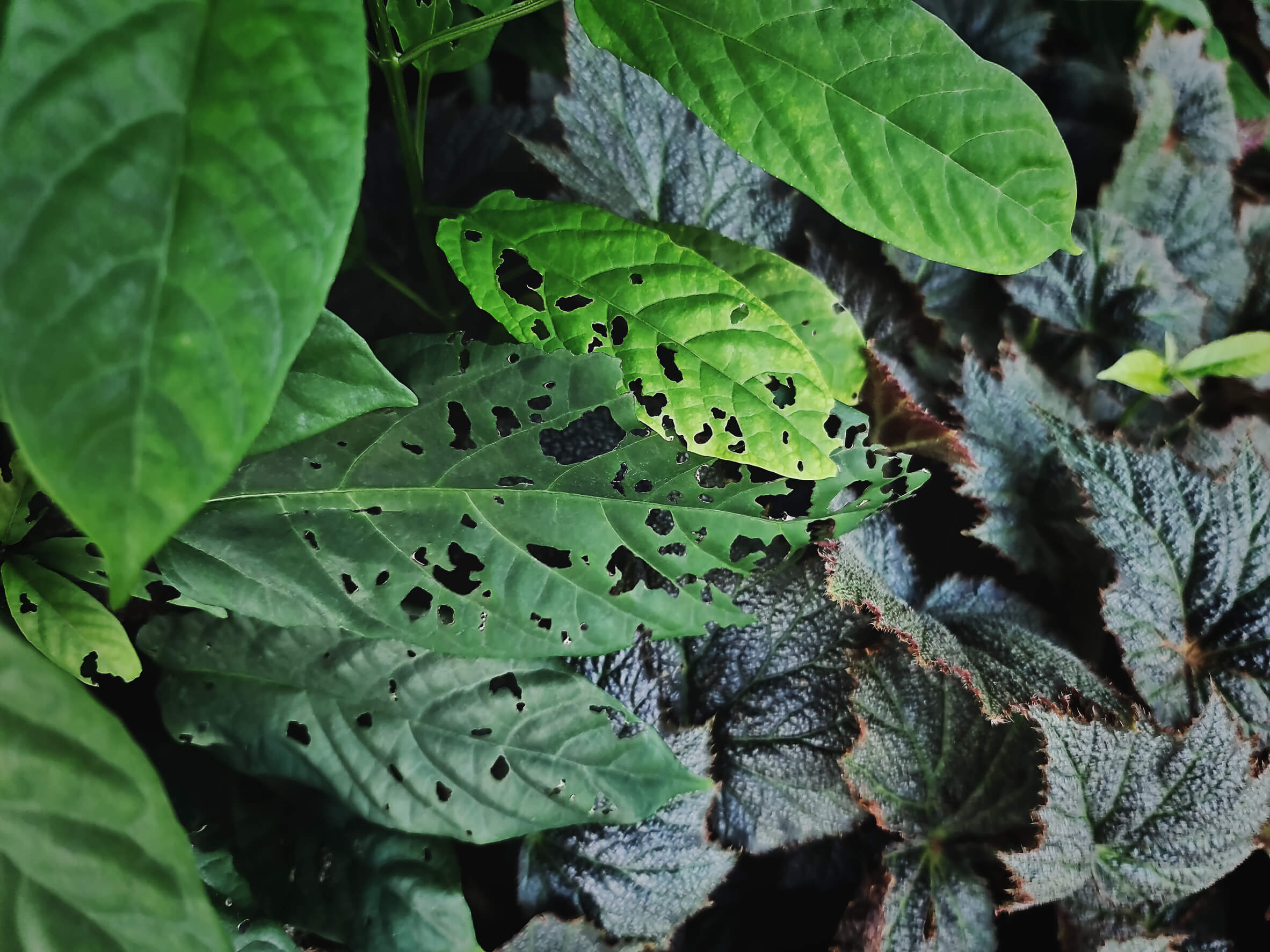 A close up shot of tree leaves showing signs off insect damage