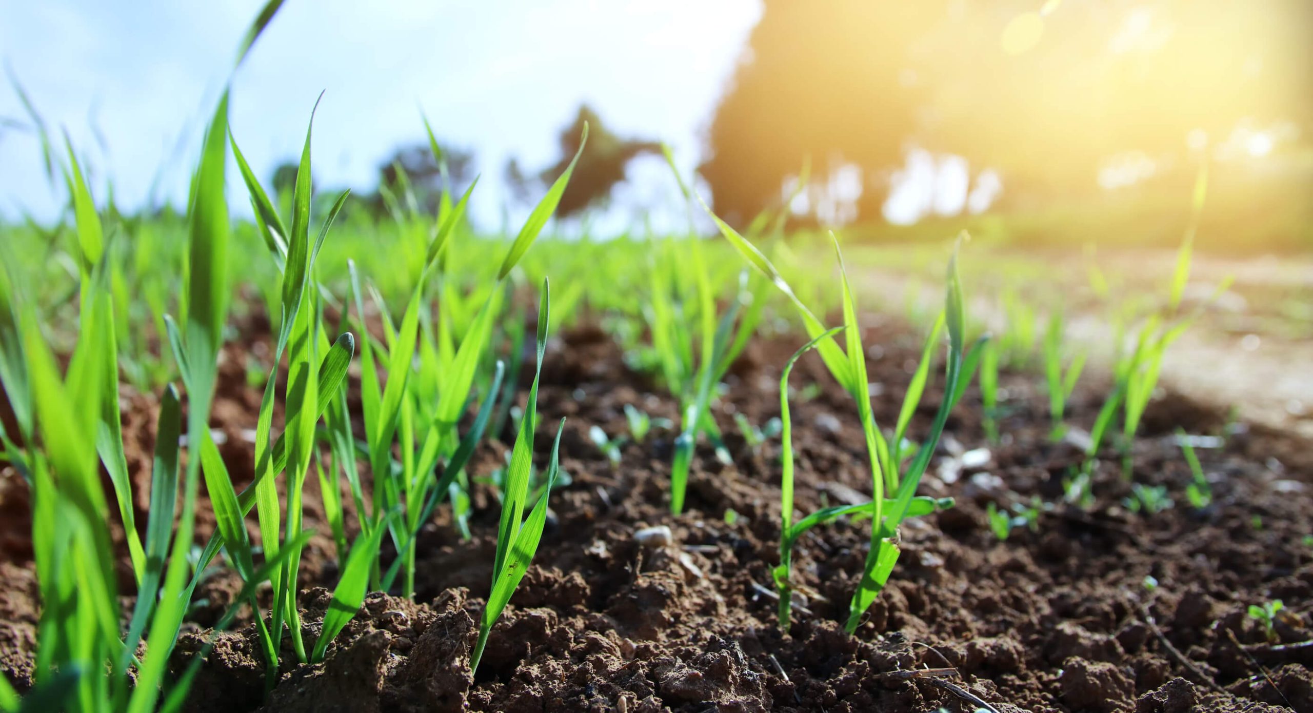 A close up shot of topdressing on top of grass