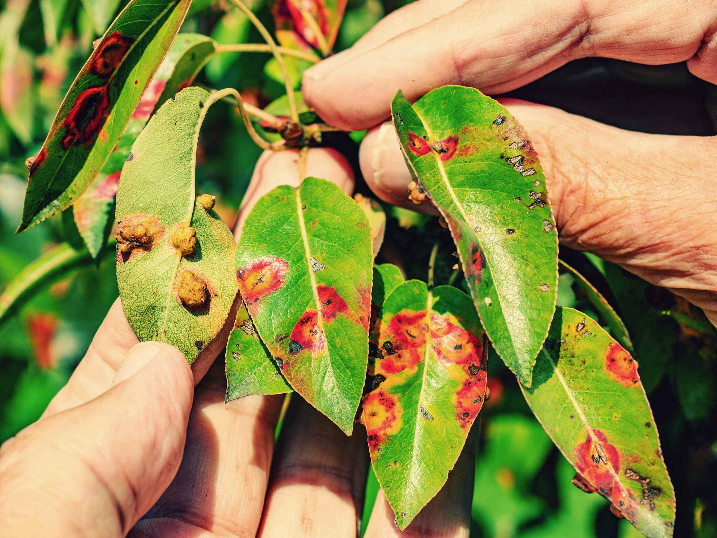 A close up image of tree leaves showing signs of disease