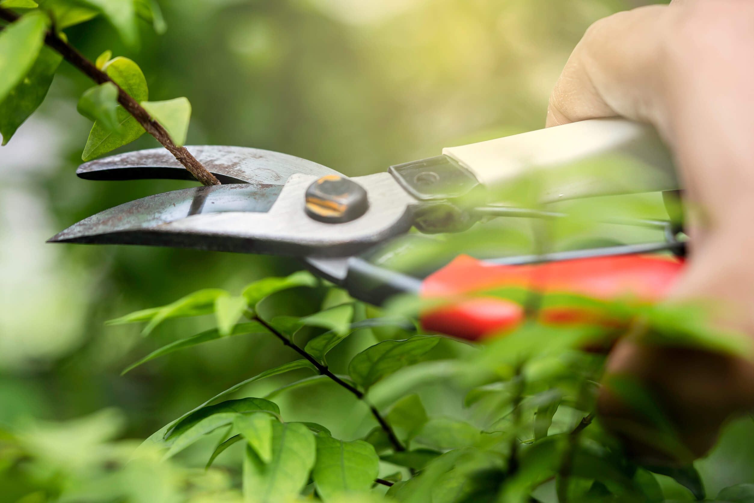 A close-up shot of someone hand pruning a bush