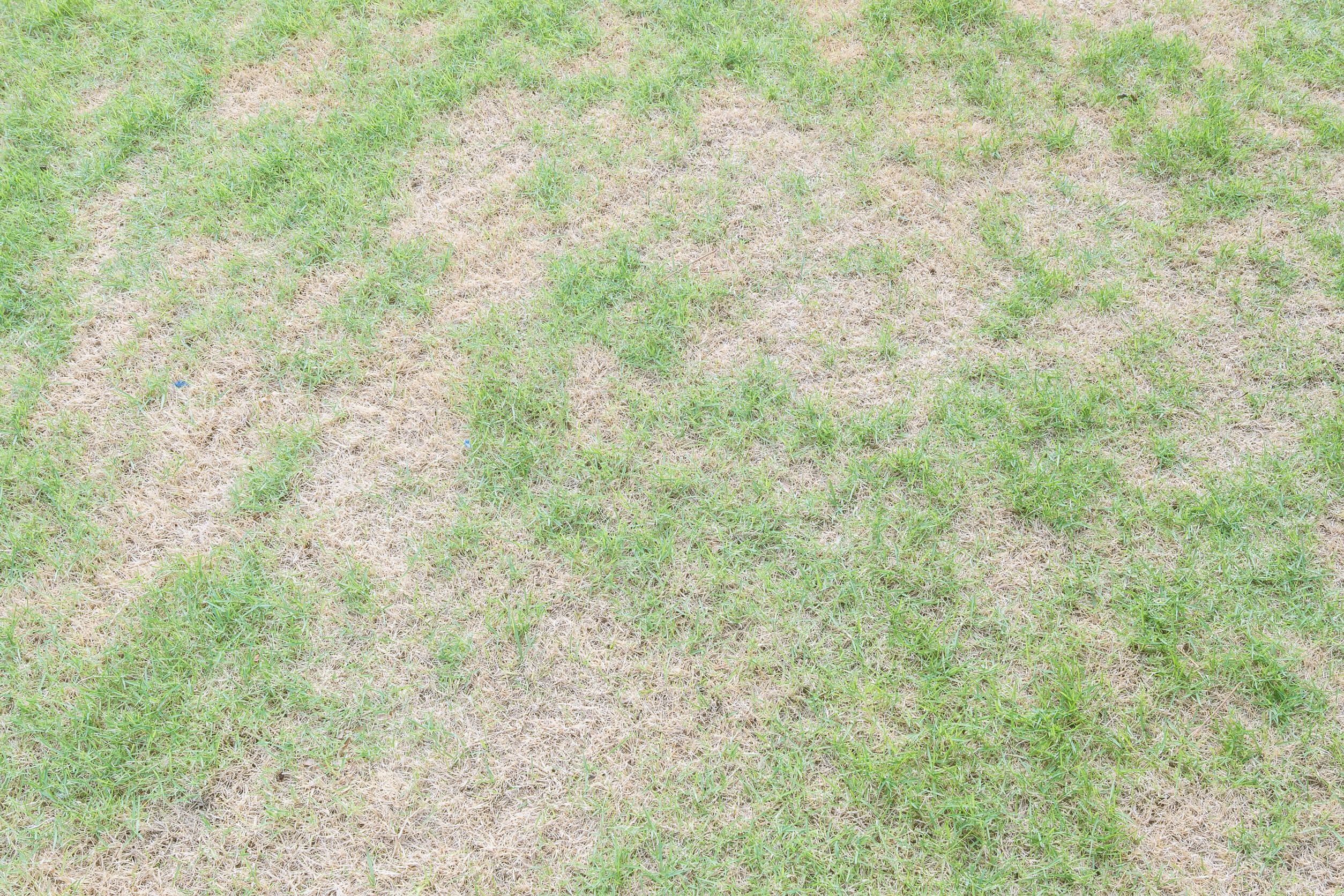 A patch of grass showing signs of lawn disease