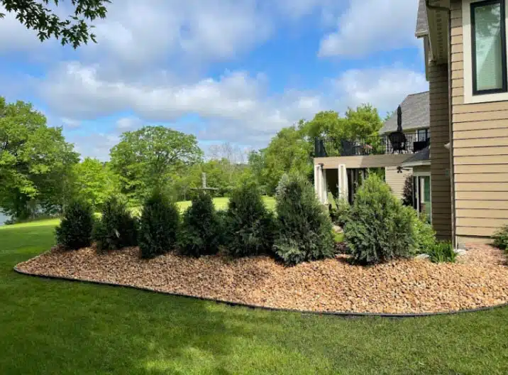 A small garden with evergreen shrubs