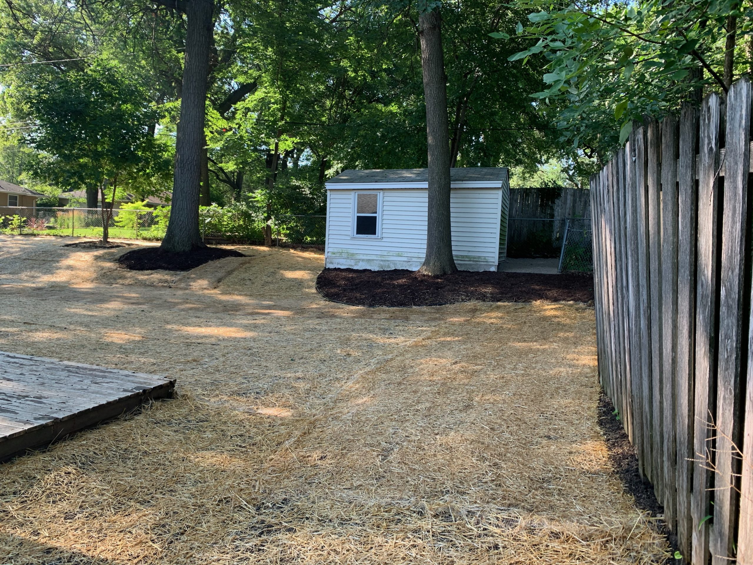 A prepared yard covered with straw, showing a newly landscaped area ready for seeding near a white shed and trees.