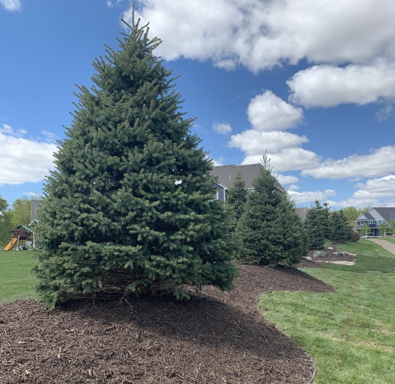 Well-maintained evergreen trees growing in a mulched landscape bed beside a manicured lawn.