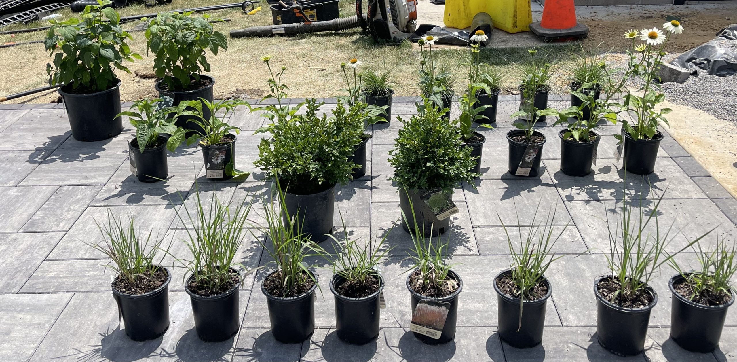 Potted plants arranged on a patterned stone patio surface.