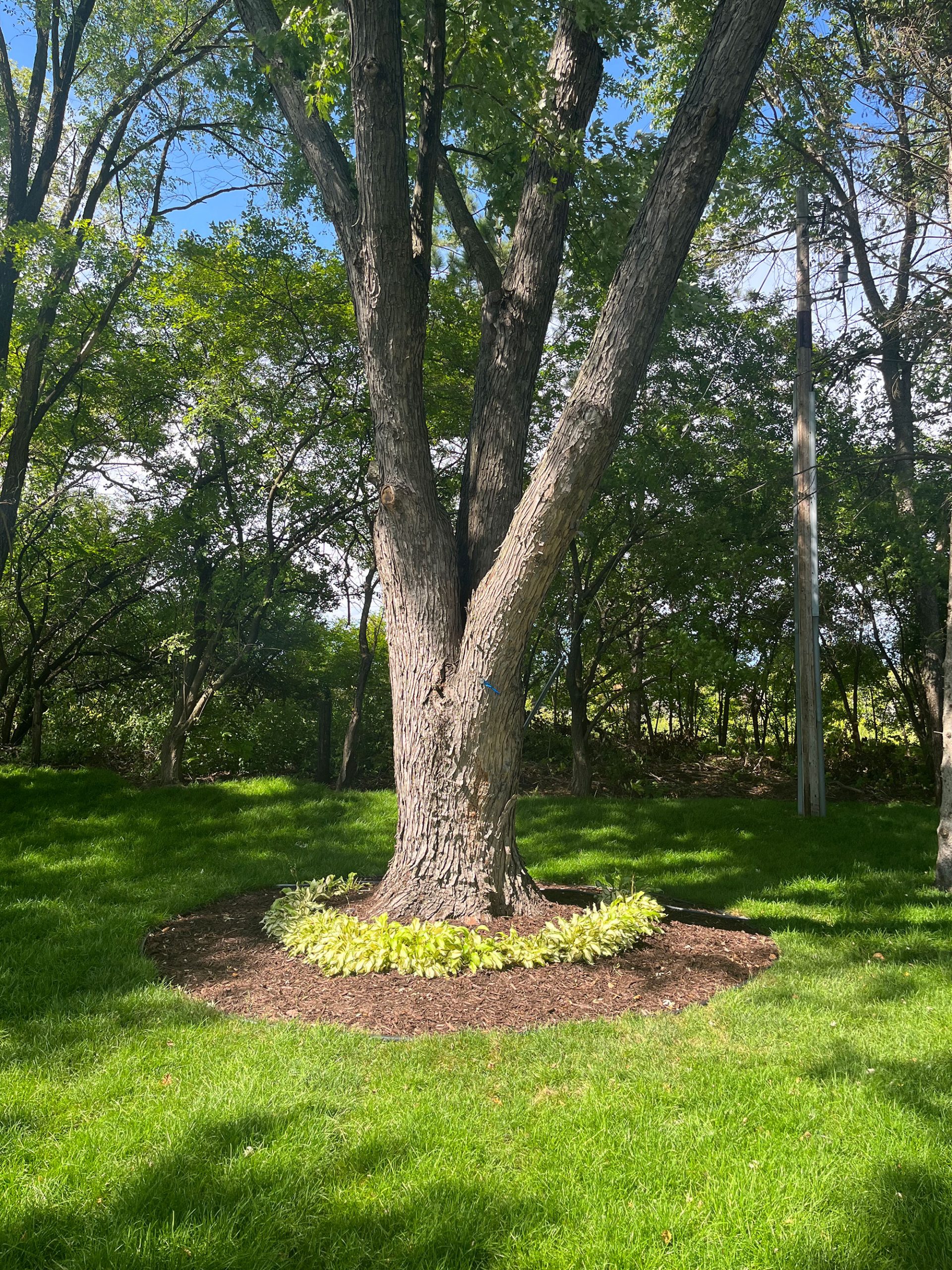 A large tree surrounded by healthy grass, mulch, and a circular flower bed with hostas.